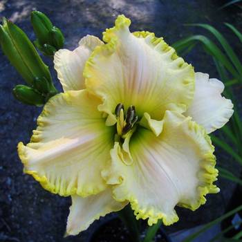 Лилейник Hemerocallis ‘Villa Vanilla’